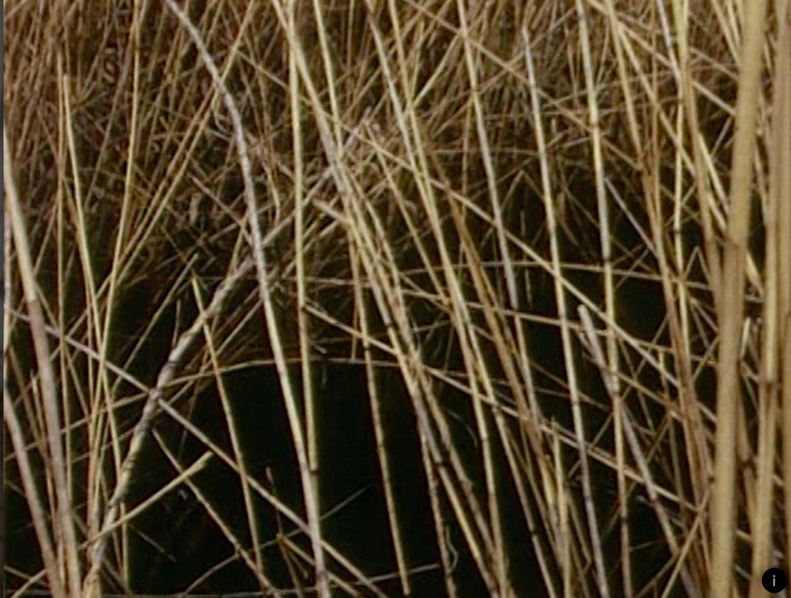 Nancy Holt and Robert Smithson Swamp, 1971 Digitized 16mm film, color, sound; 6 min.