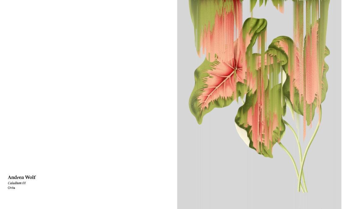 Caladium 01, from the upcoming series Botanicals by Andrea Wolf.
