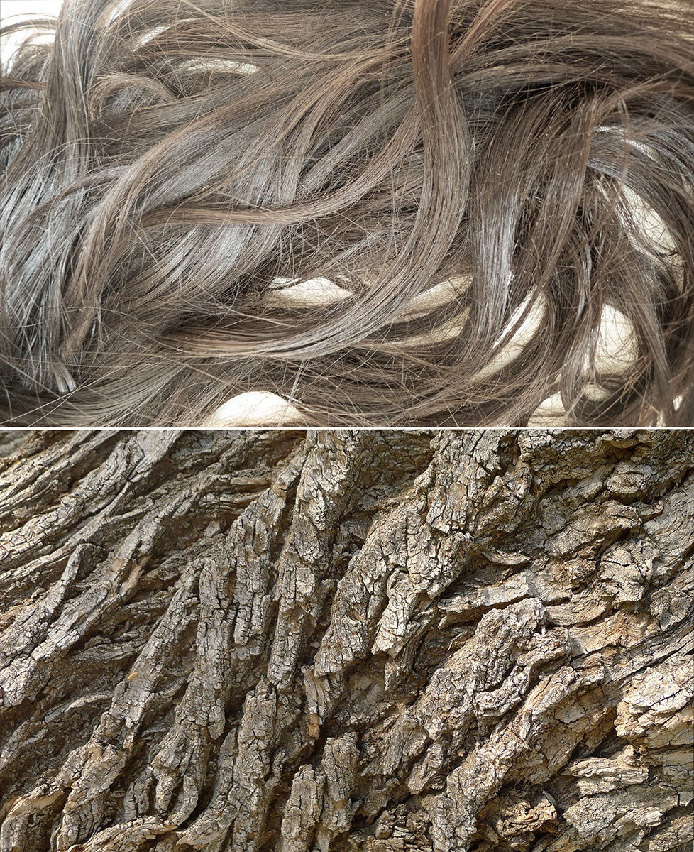 Hair, elm tree bark