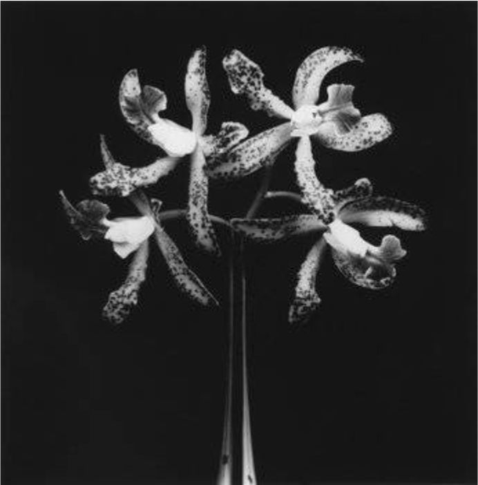Robert Mapplethorpe, Orchids, 1983 | Guy Hepner