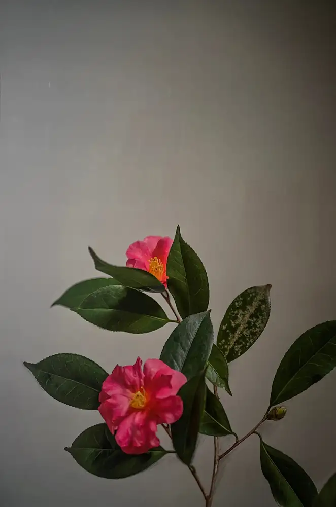 Carolyn Carr, Afternoon, 2023