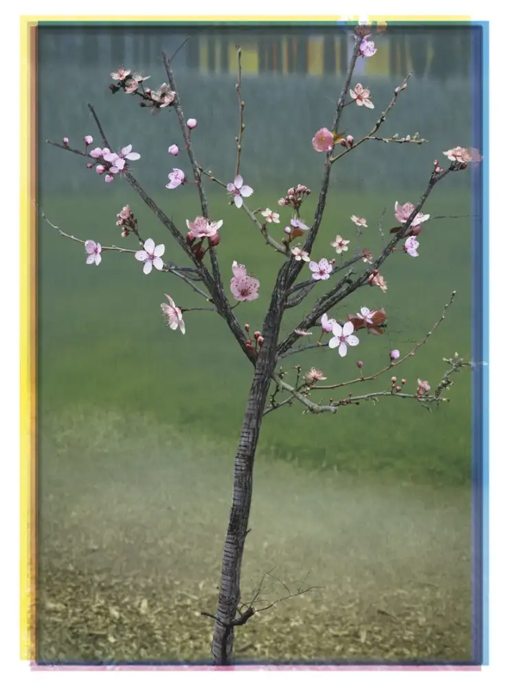 Ruud van Empel, Van Gogh #3, 2020