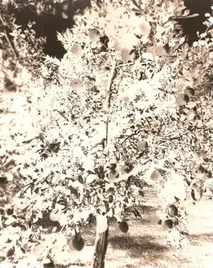 Carolyn Carr, Lime Tree, 2017-2018