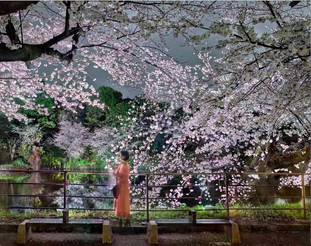 Matthew Pillsbury, Hanami #36, Chidorigafuchi, March 24th, 2023