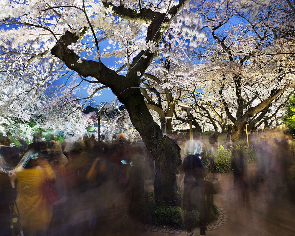 Matthew Pillsbury, Hanami #22, Chidorigafuchi, Monday, March 30th, 2015