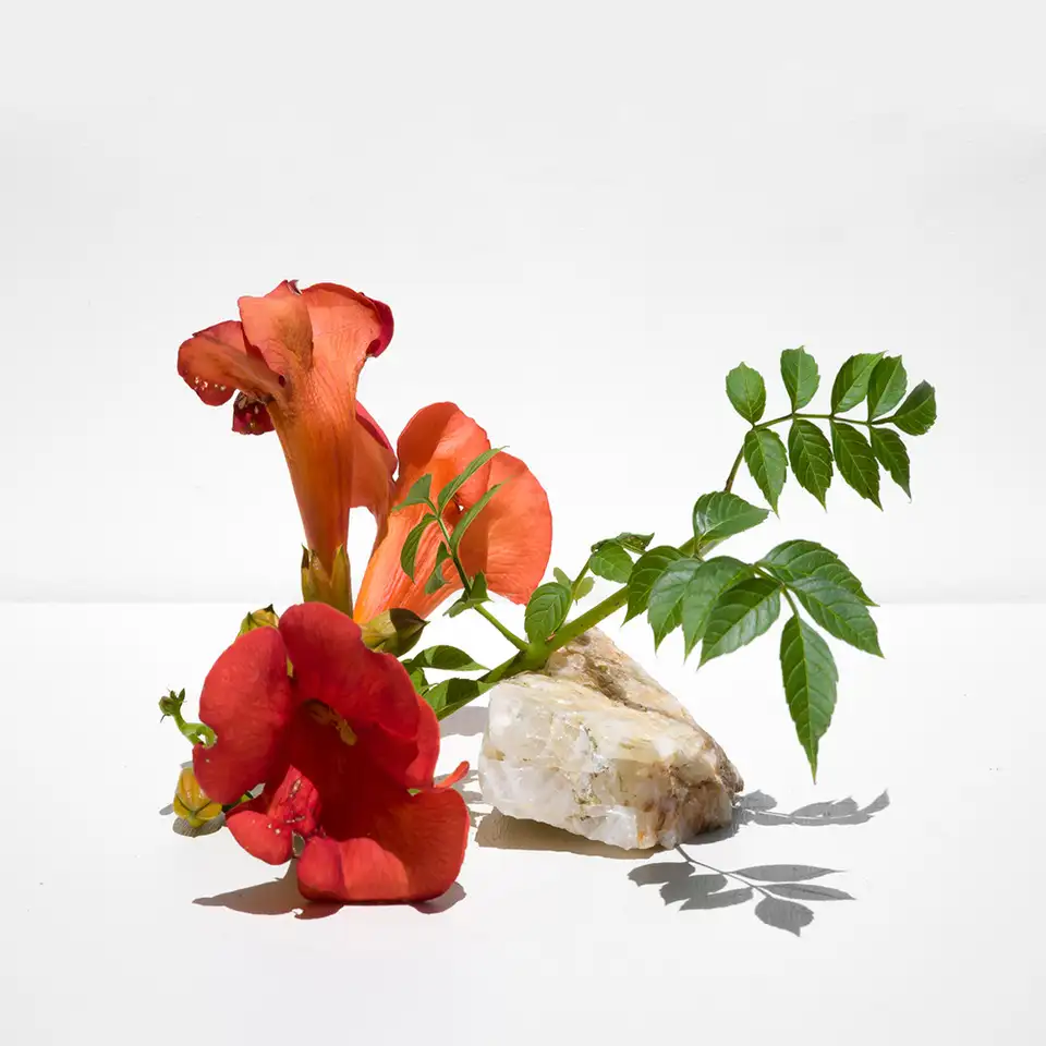 Carolyn Carr, Tube Rose and Quartz , 2018