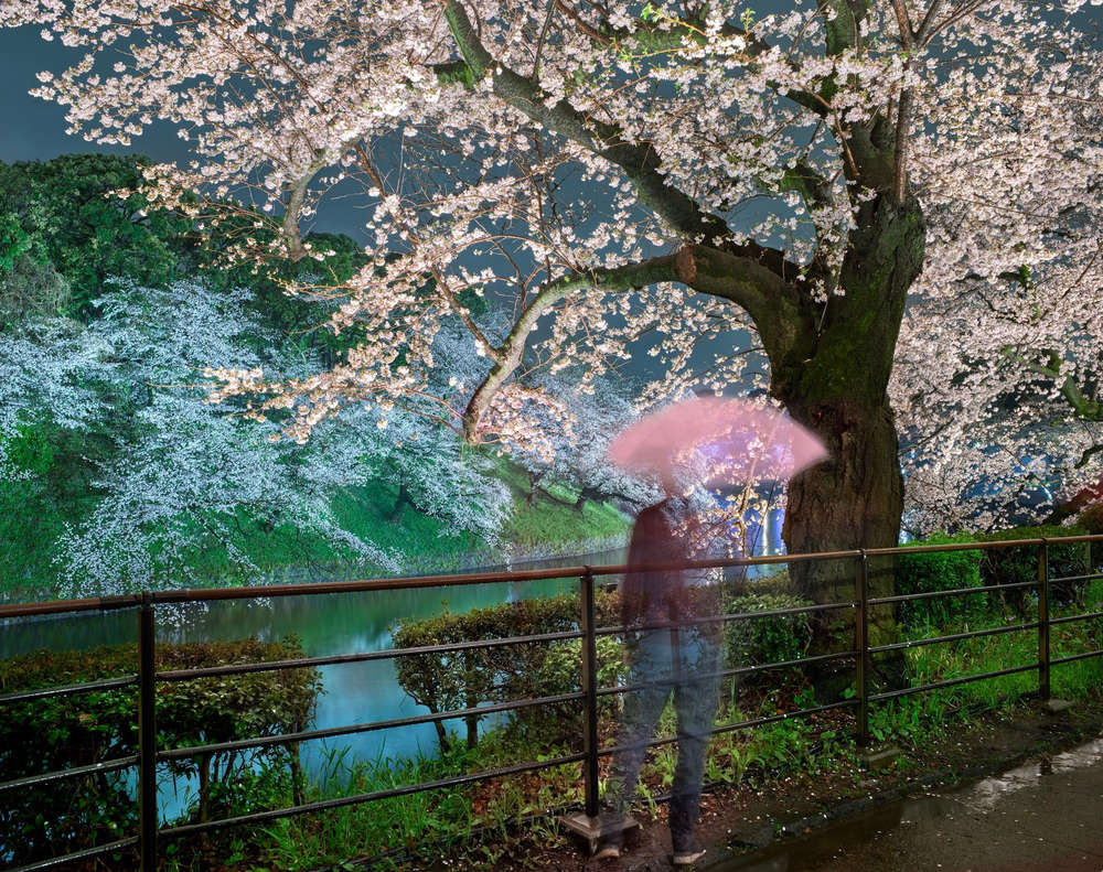 Matthew Pillsbury, Self portrait contemplating Hanami, 2023