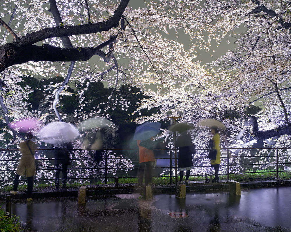 Matthew Pillsbury, Hanami #5, Chidorigafuchi, Thursday April 3rd, 2014