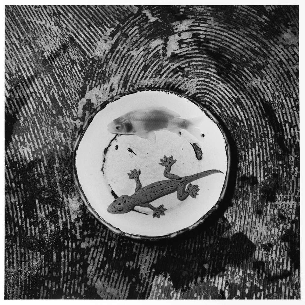 Roger Ballen, Trails, 2003