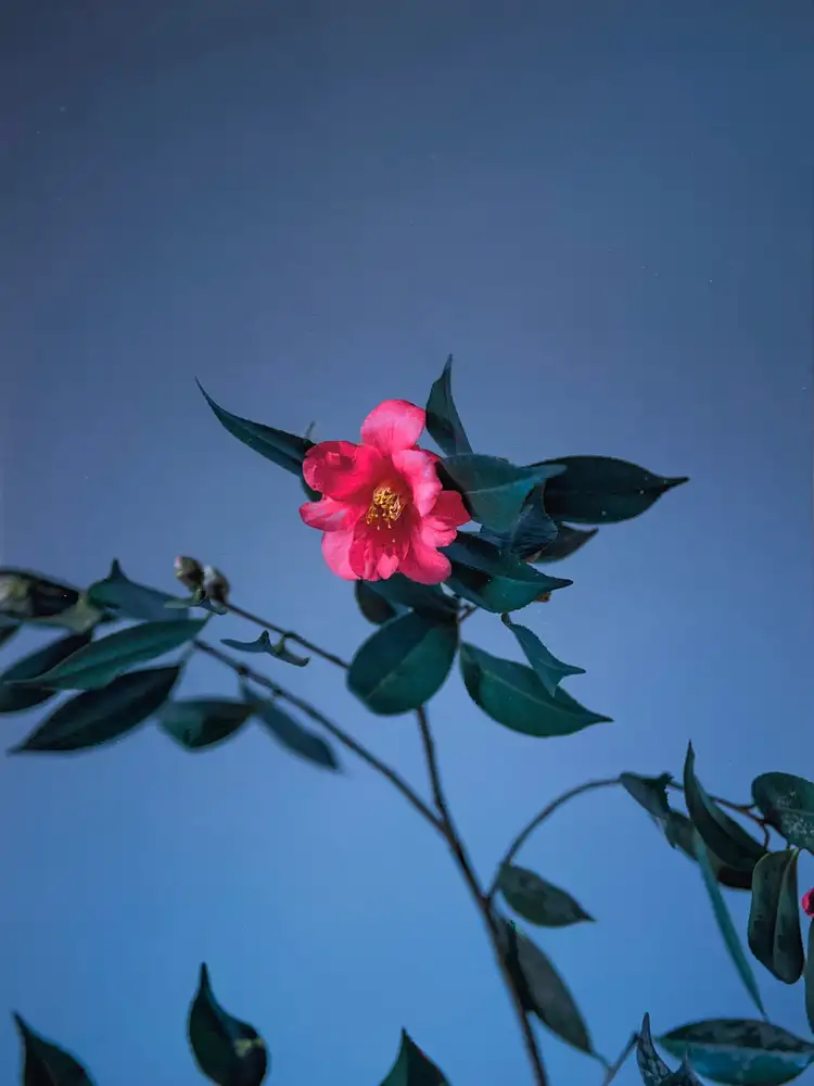 Carolyn Carr, Dawn, 2023