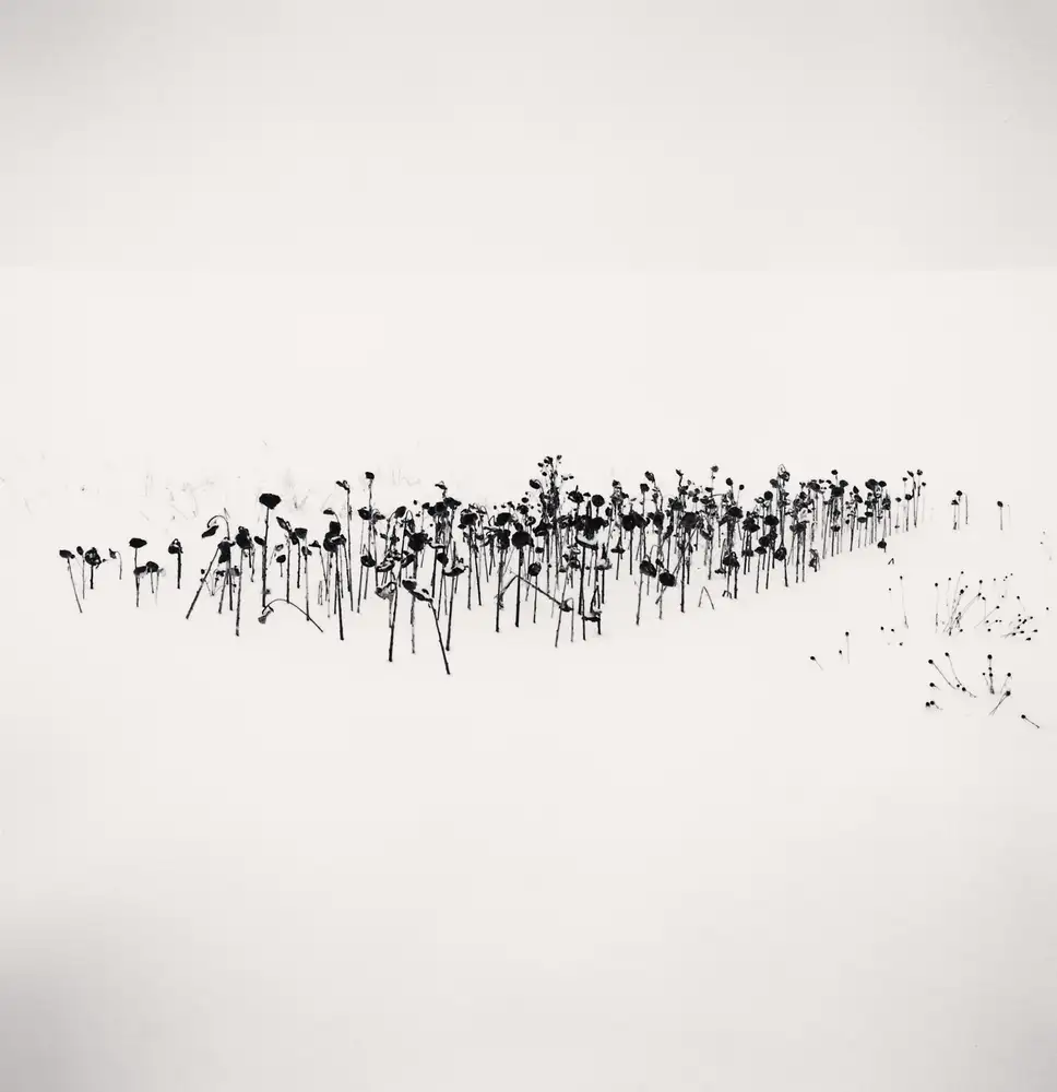 Michael Kenna, Sunflowers, Sanai, Hokkaido, Japan, 2004