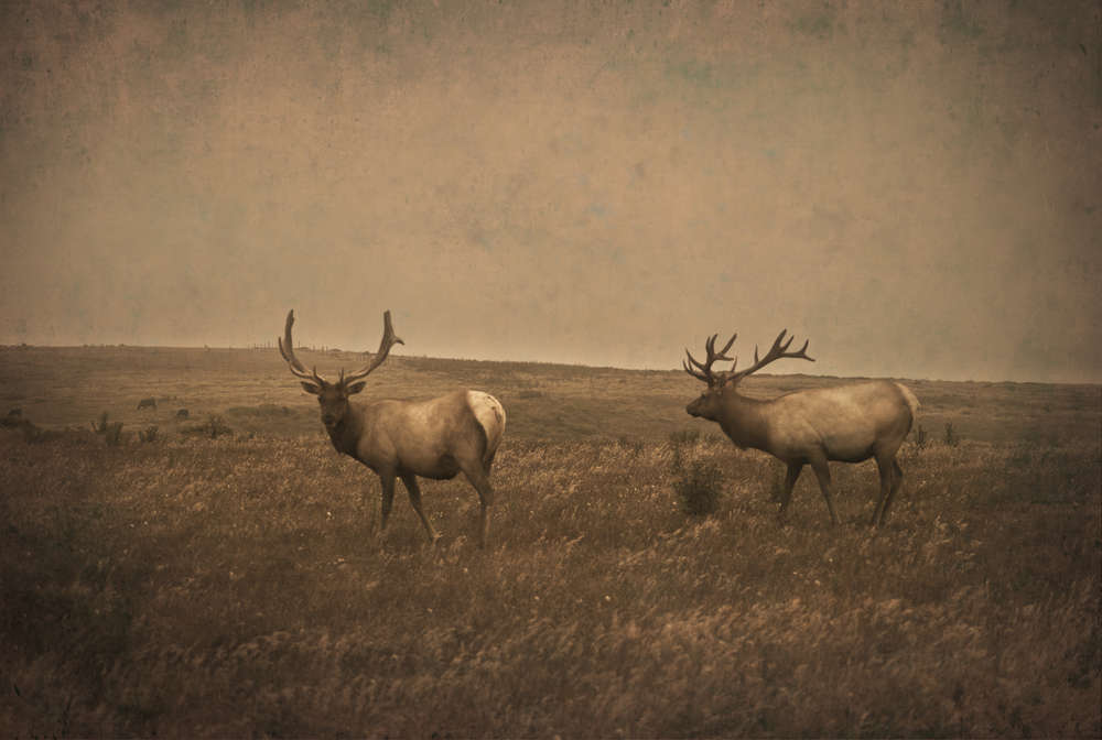 Jack Spencer, Elk, Point Reyes, California, 2014