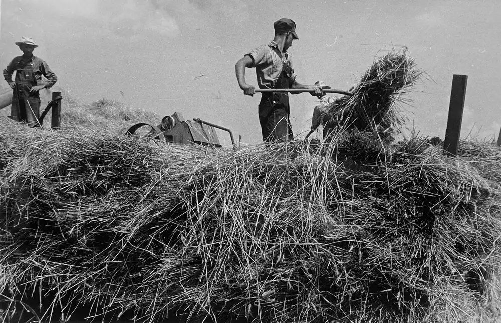 Ben Shahn, Wheat harvest in the field. Feeding the thresher, central Ohio, 1938