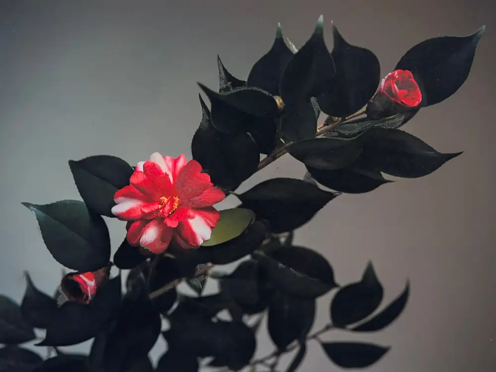 Carolyn Carr, Evening, 2023