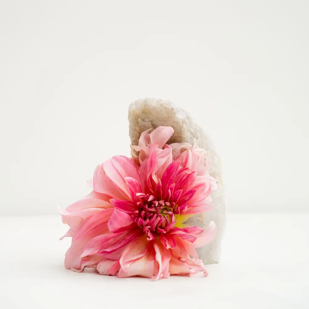 Carolyn Carr, Prettiest Pink, 2018