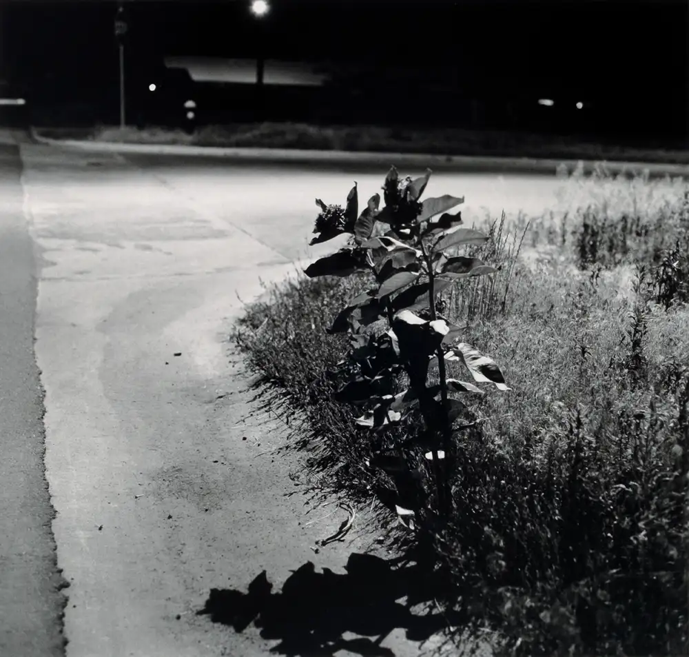 Robert Adams, Longmont, Colorado, 1980