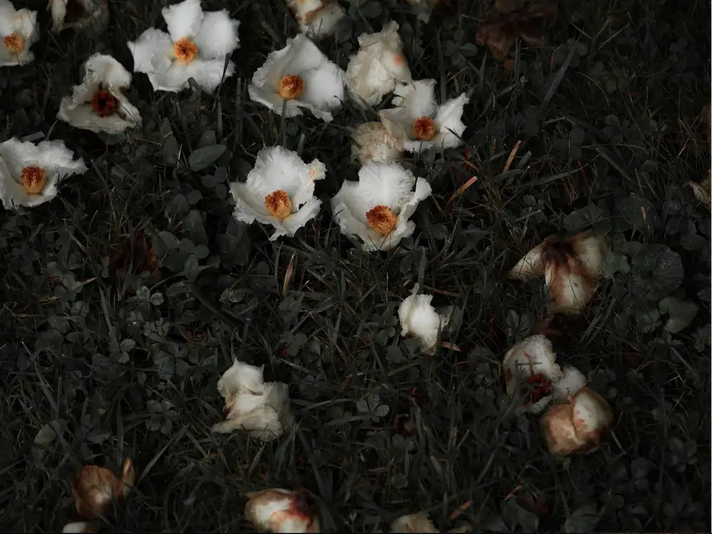Carolyn Carr, Ground Flowers no. 5, 2018