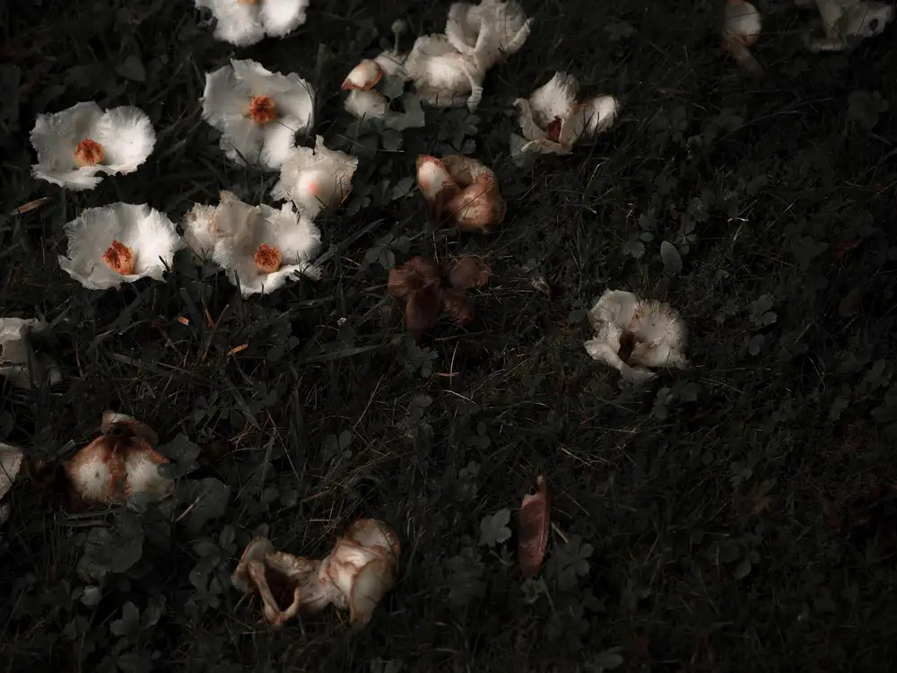 Carolyn Carr, Ground Flowers no. 4, 2018