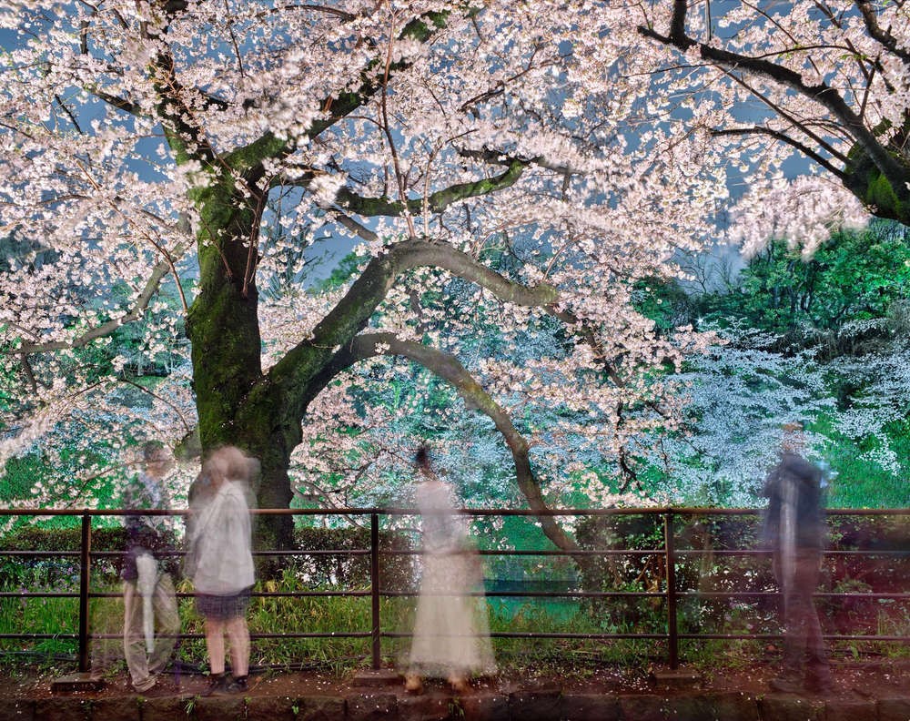 Matthew Pillsbury, Hanami #35, Chidorigafuchi, March 24th, 2023