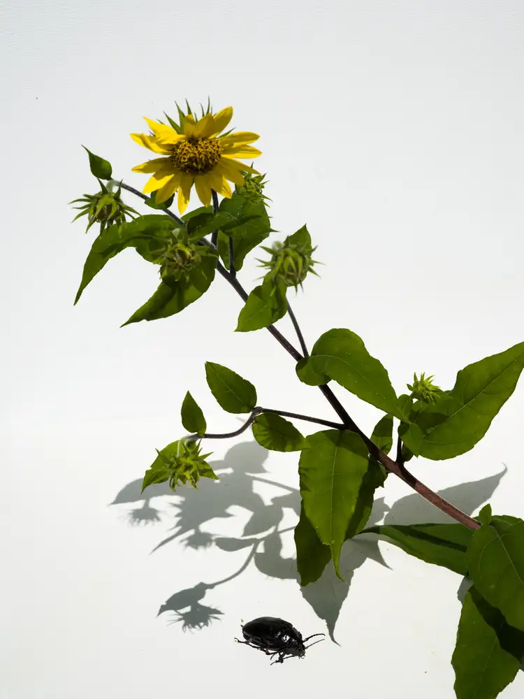 Carolyn Carr, Daisy with Insect, 2018