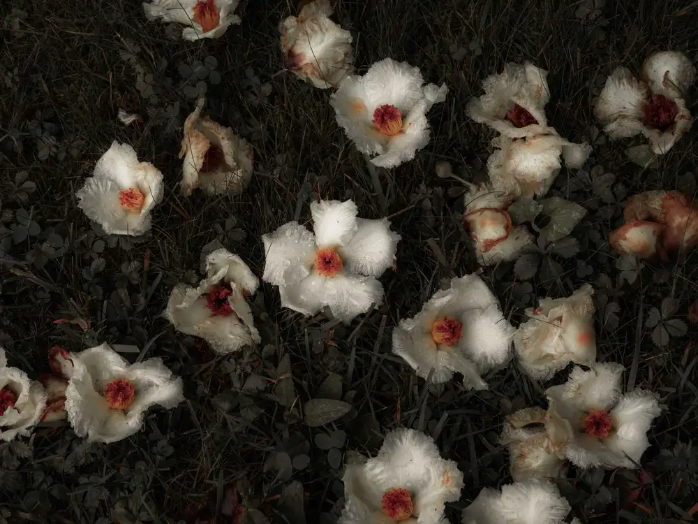 Carolyn Carr, Ground Flowers no. 3, 2018