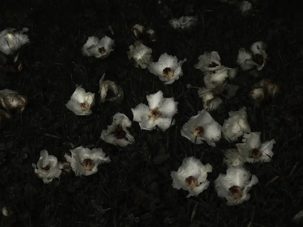 Carolyn Carr, Ground Flowers no. 2, 2018