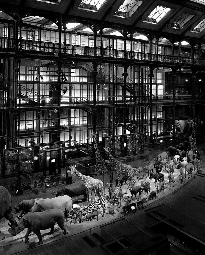 Matthew Pillsbury, Grand Galerie de L Evolution, Paris, 2008