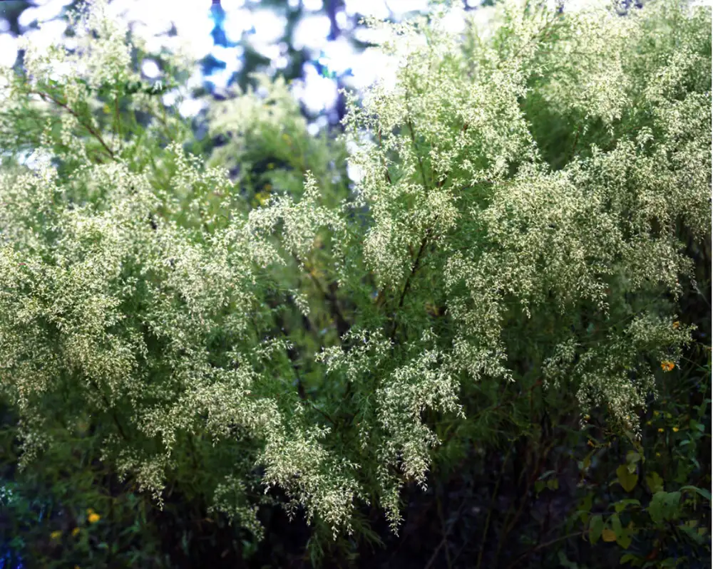 Angela West, Dog Fennell, 2010