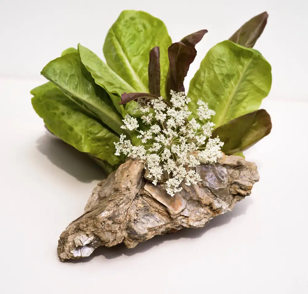 Carolyn Carr, Greens