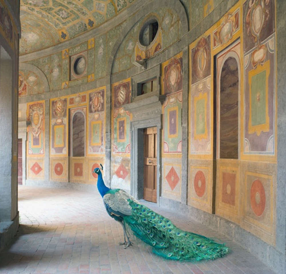 Karen Knorr - Durga's Mount, Junha Mahal, Dungarpur