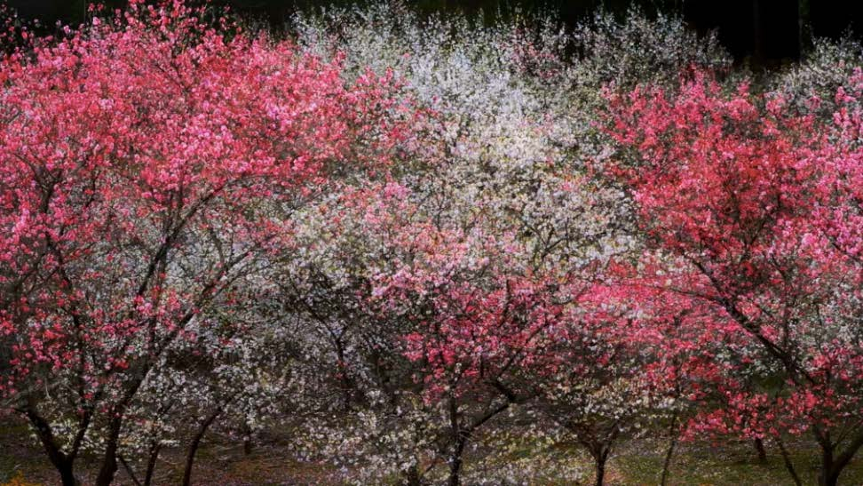 Shoja Azari and Shahram Karimi, Dreamscape II, 2016