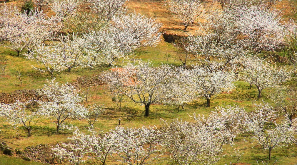 Shoja Azari and Shahram Karimi, Dreamscape I, 2016