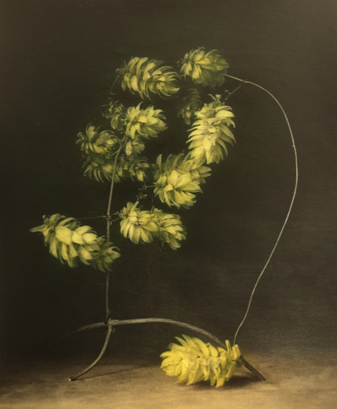 Hopfen (Hop), Wallis, 2024