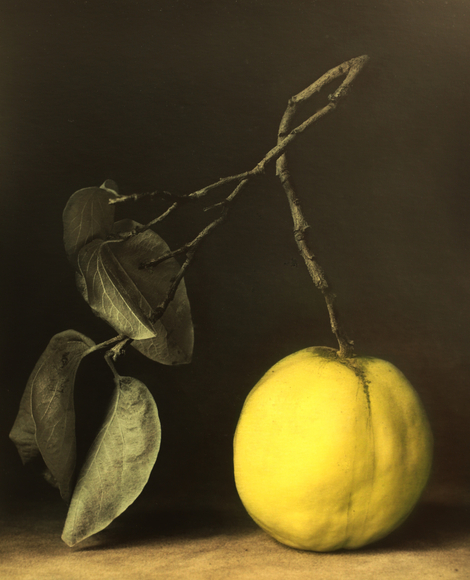 Quitte (Quince), Wallis 2024