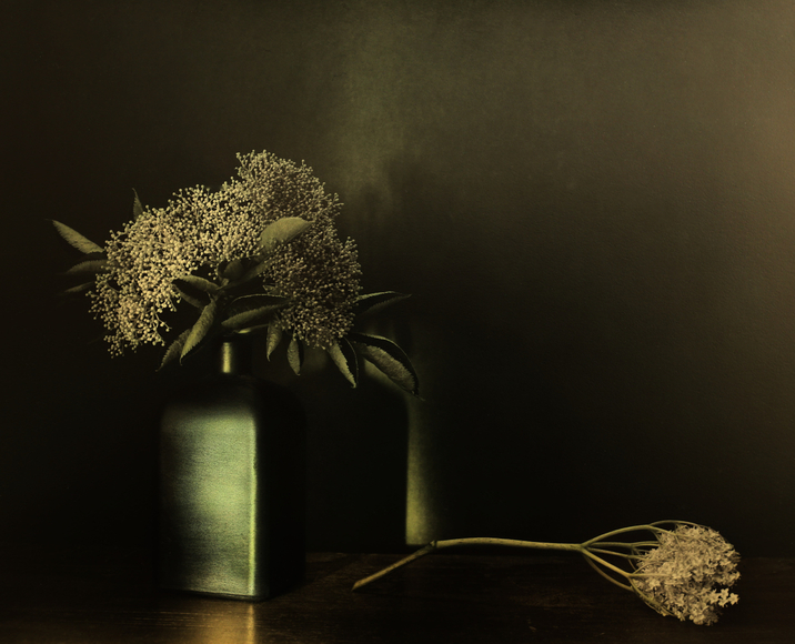 Holunder mit Flasch (Elder), Zechin 2024