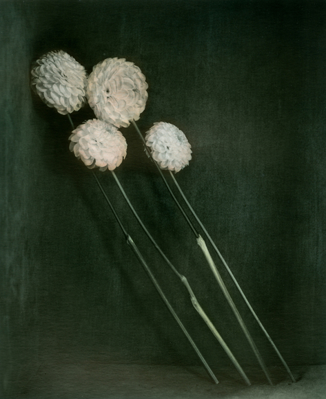 &nbsp;Dahlien (Dahlias), Erfurt 2021