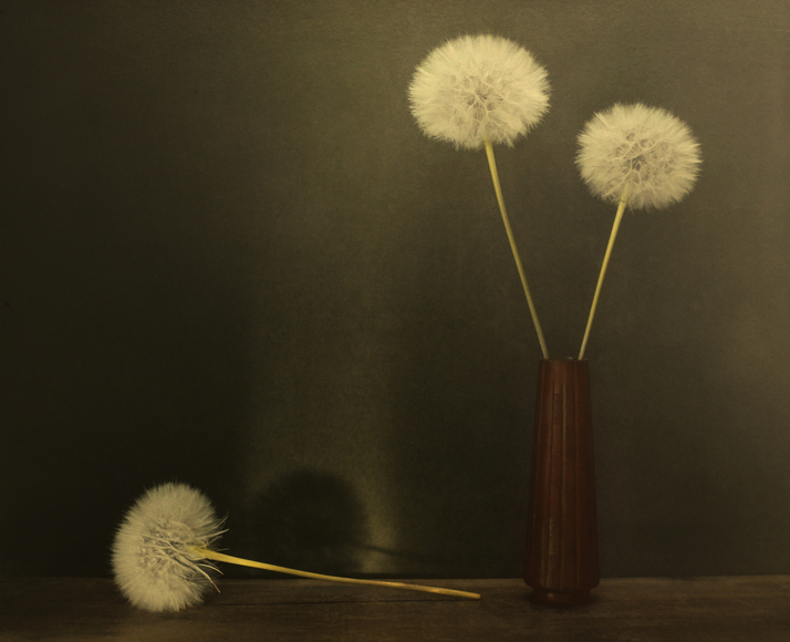 Pusteblume mit Vase (Dandelion), Zechin 2024