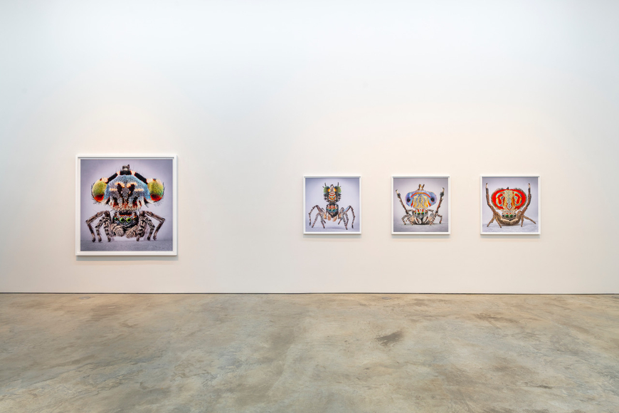 Maria Fernanda Cardoso | Maratus: Spiders of Paradise