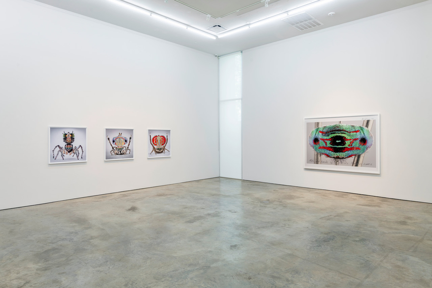 Maria Fernanda Cardoso | Maratus: Spiders of Paradise