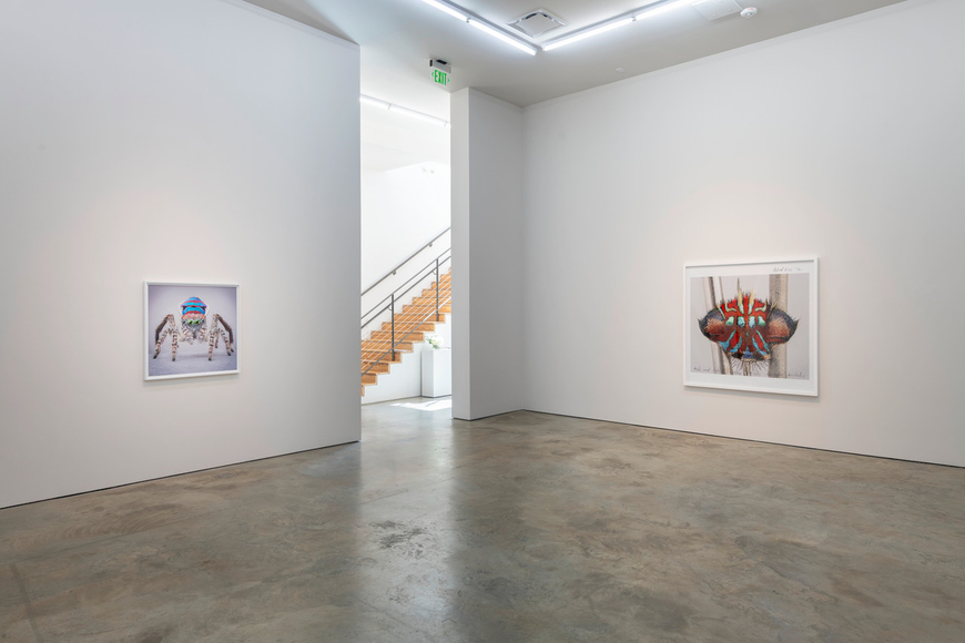 Maria Fernanda Cardoso | Maratus: Spiders of Paradise