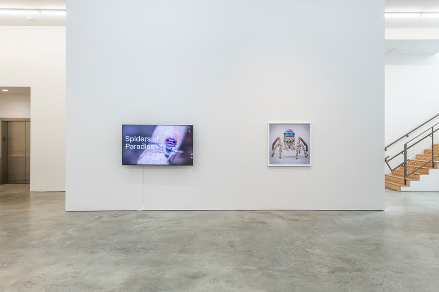 Maria Fernanda Cardoso | Maratus: Spiders of Paradise