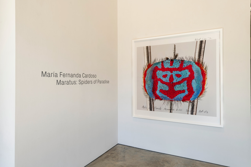 Maria Fernanda Cardoso | Maratus: Spiders of Paradise