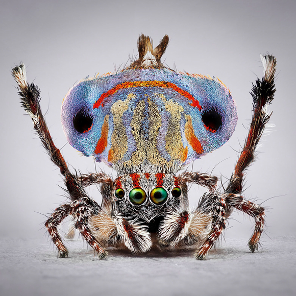 Mar&iacute;a Fernanda Cardoso, Spiders of Paradise: Maratus australis, 2024. Pigment print on premium photo paper 300 gr. mounted on Dibond, Framed: 35 ⅞ x 35 ⅞ x 1 &frac34; inches, Edition of 6, 2 AP