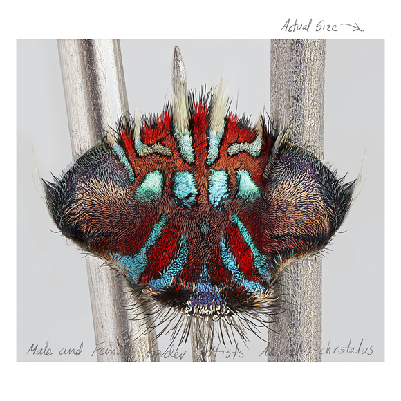 Mar&iacute;a Fernanda Cardoso, Actual Size IX, [Maratus christatus], 2021. Pigment print on premium photo paper 300 gr. mounted on Dibond,&nbsp;60 x 60 inches. Edition of 5, 2 AP