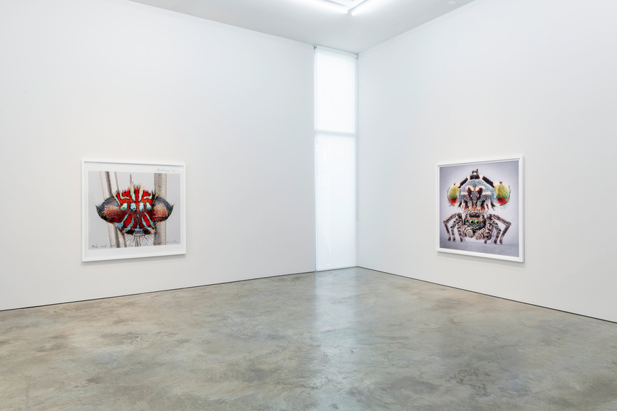 Maria Fernanda Cardoso | Maratus: Spiders of Paradise