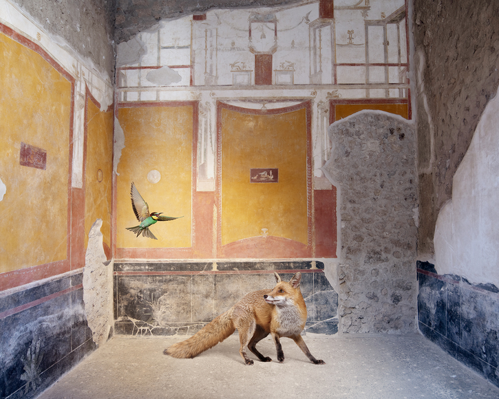Karen Knorr, Botre's Transformation, House of the Vetti, 2025