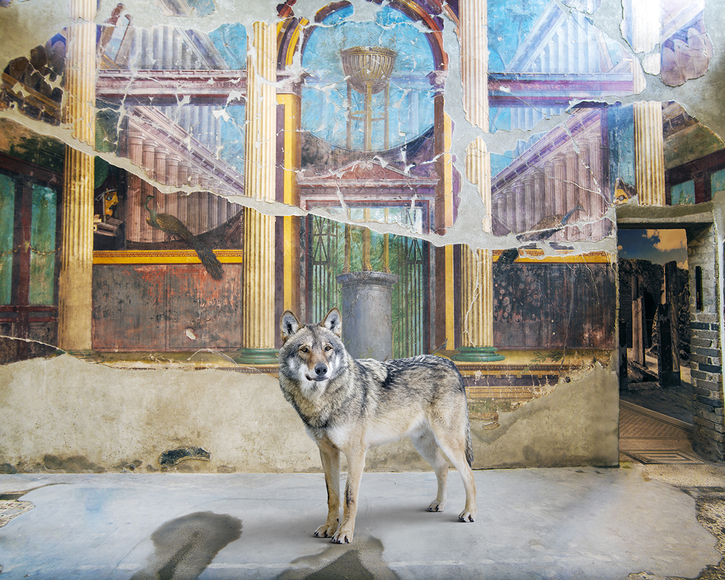 Karen Knorr, Apollo's Messenger, Oplontis Villa, Terra Annunziata, 2025
