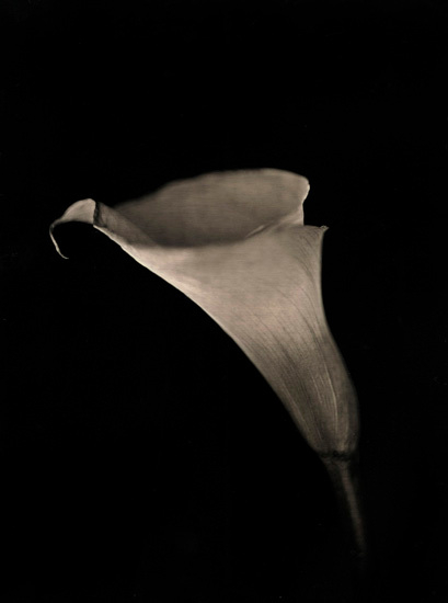  Calla Lily, 2007, 	33 x 27.5 inch pigment print