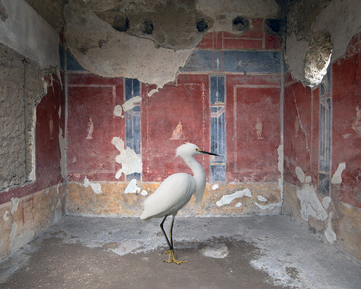 Karen Knorr, The Augur, House of Lorries Tiburtinus, Pompeii, 2025