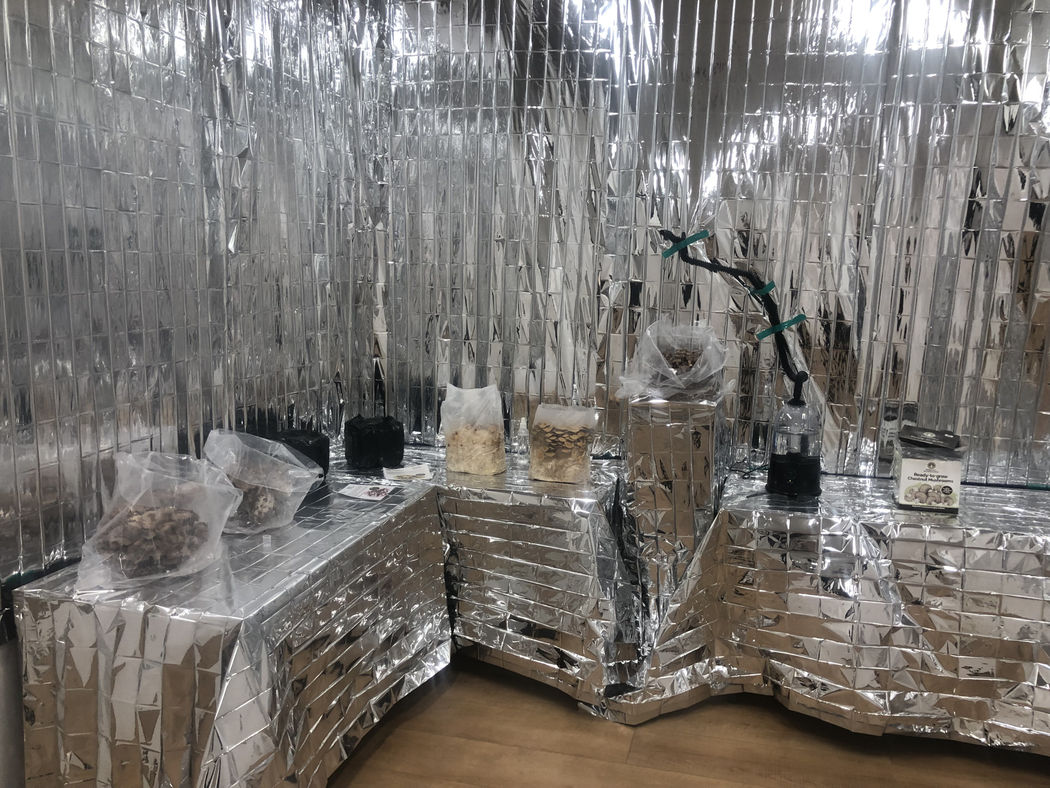 'The Milky Way: Mushroom Grow' with artist Diana Puntar